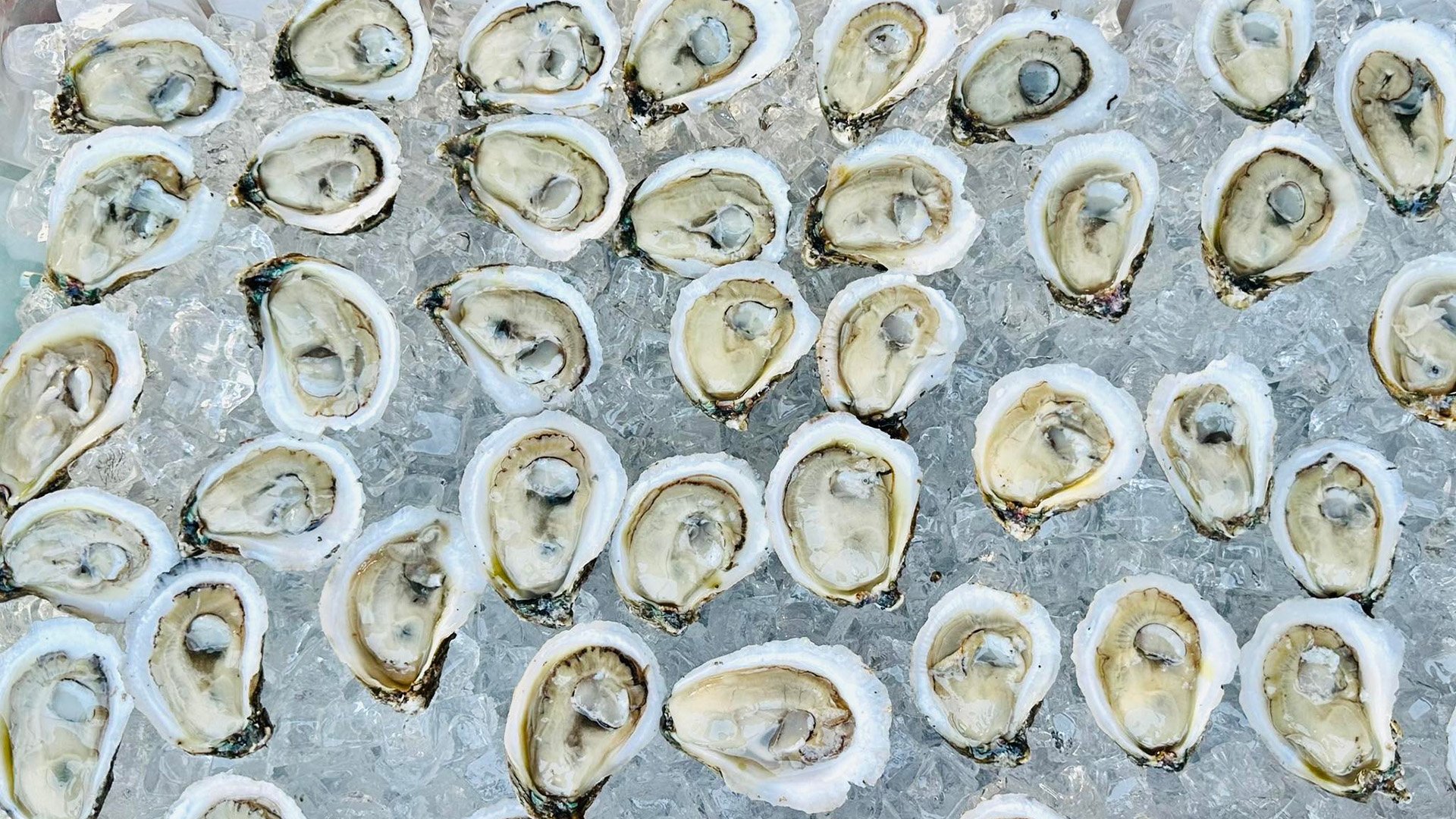 Eagle Point Oyster Company
