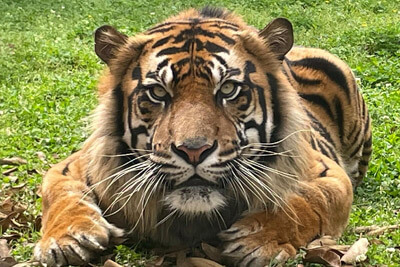 The Jackson Zoo