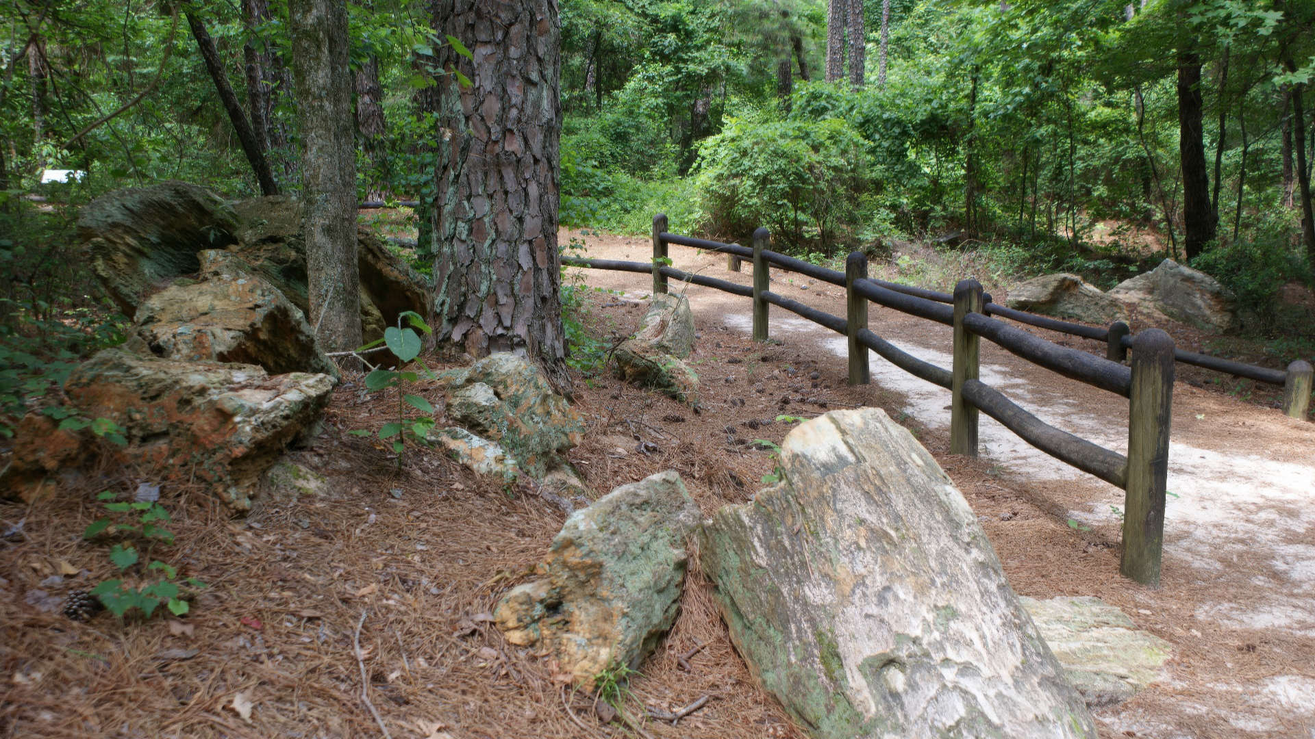 Mississippi Petrified Forest