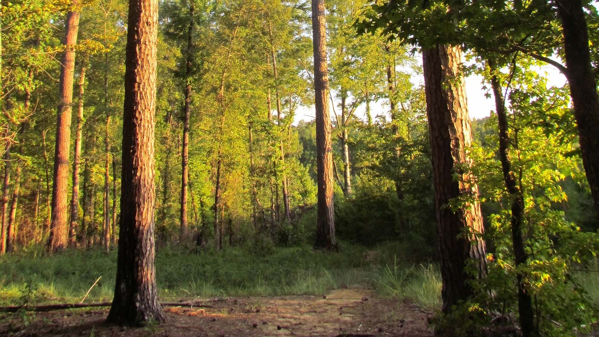 Rocky Springs