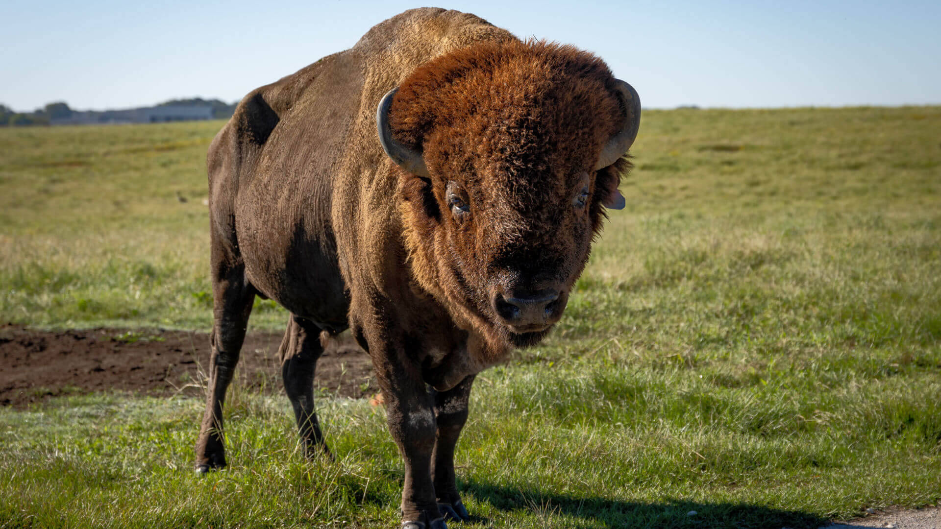 Tupelo Buffalo Park